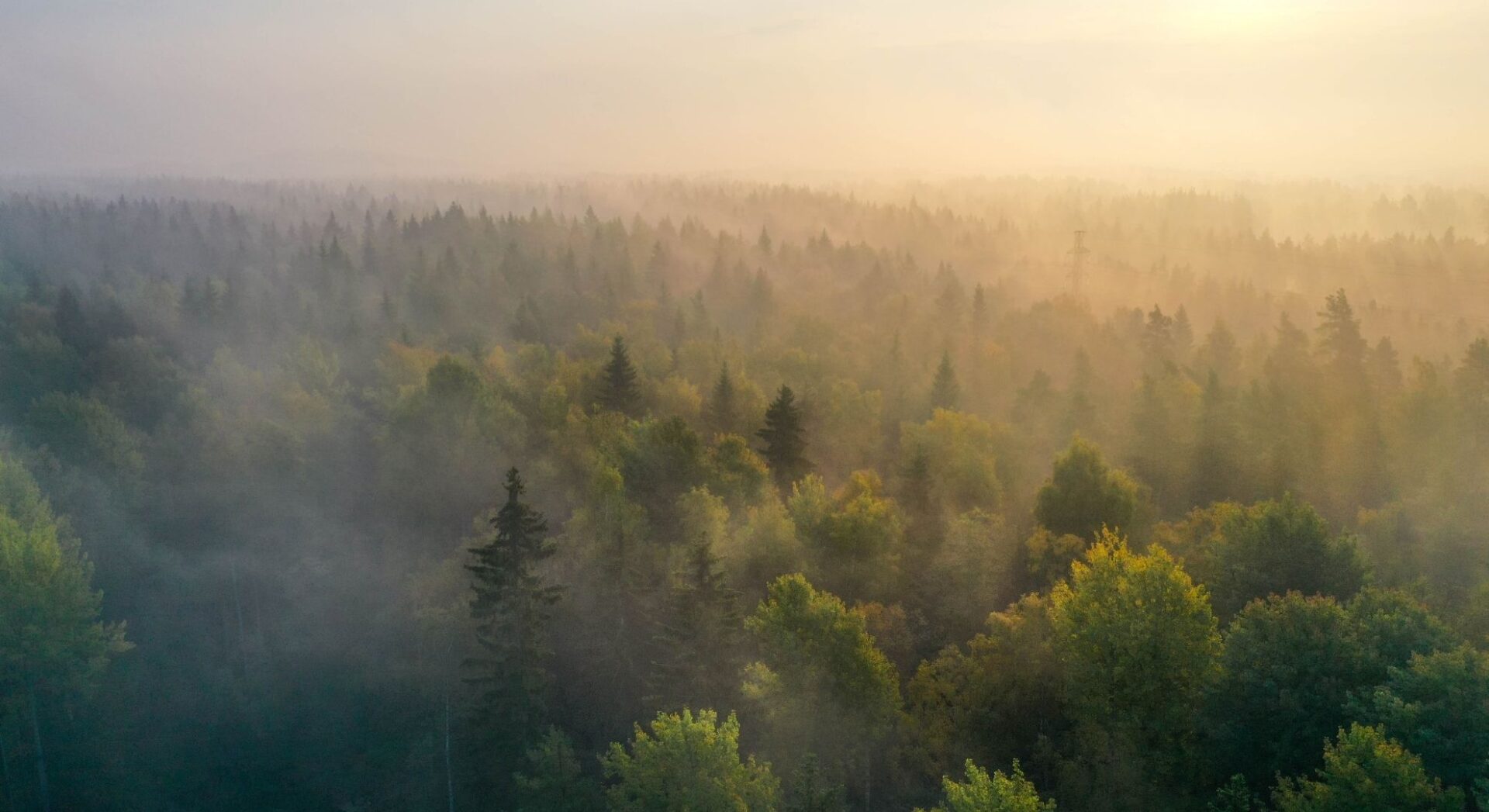 mistig bos vanuit boven in de schemering