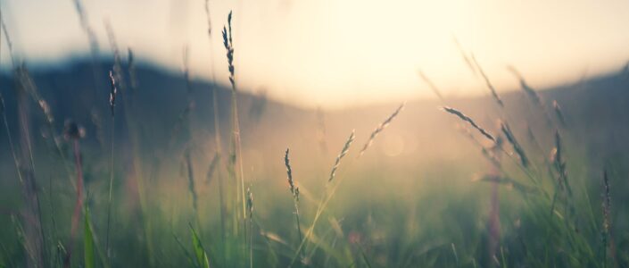 Close up van grassprietjes met op de achtergrond een heuvel landschap