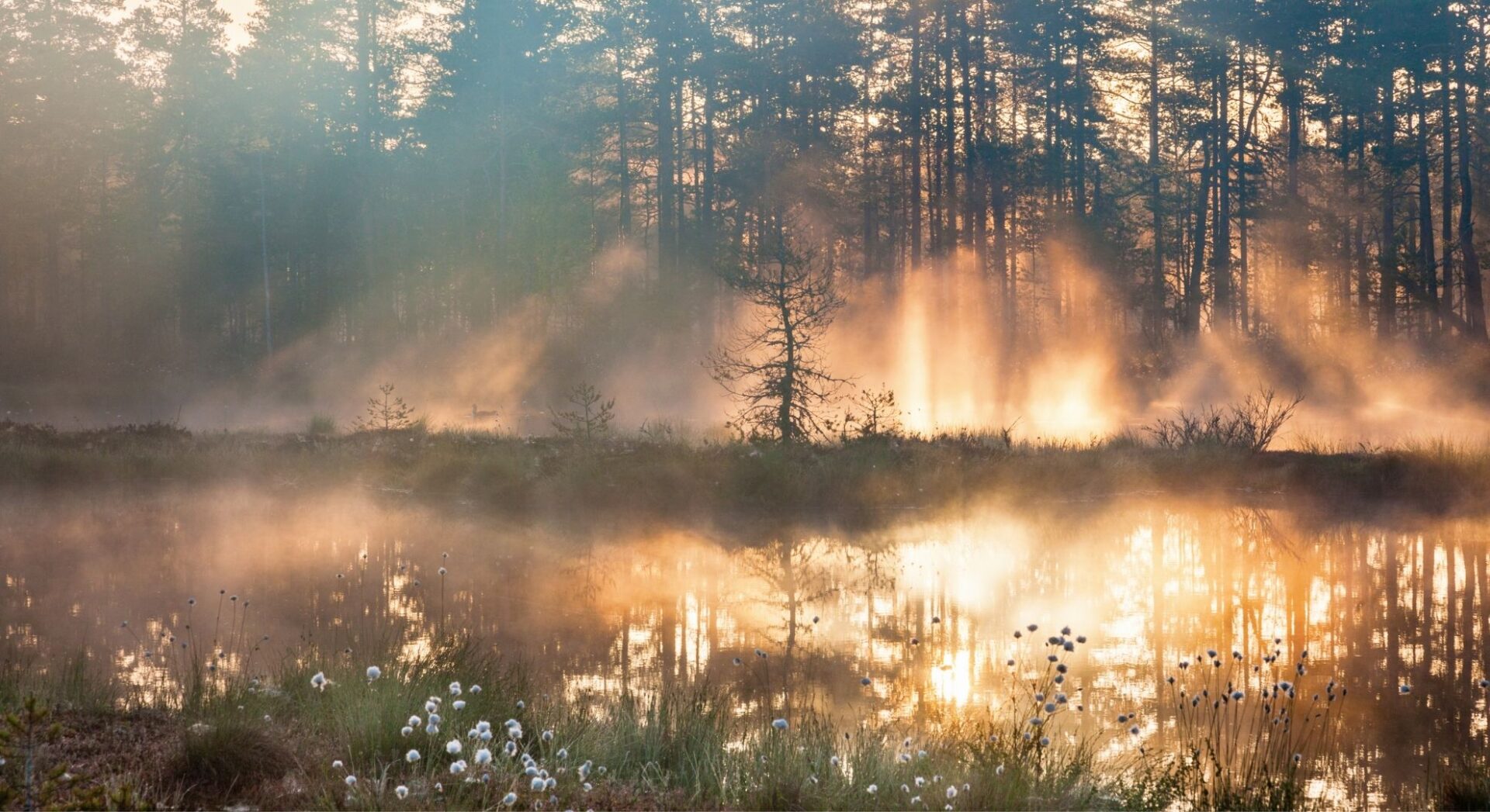 Foto van meertje in een bos met naaldbomen en een mistige achtergrond