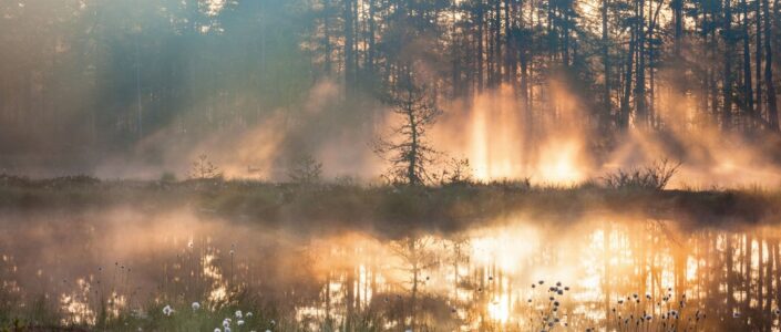 Foto van meertje in een bos met naaldbomen en een mistige achtergrond