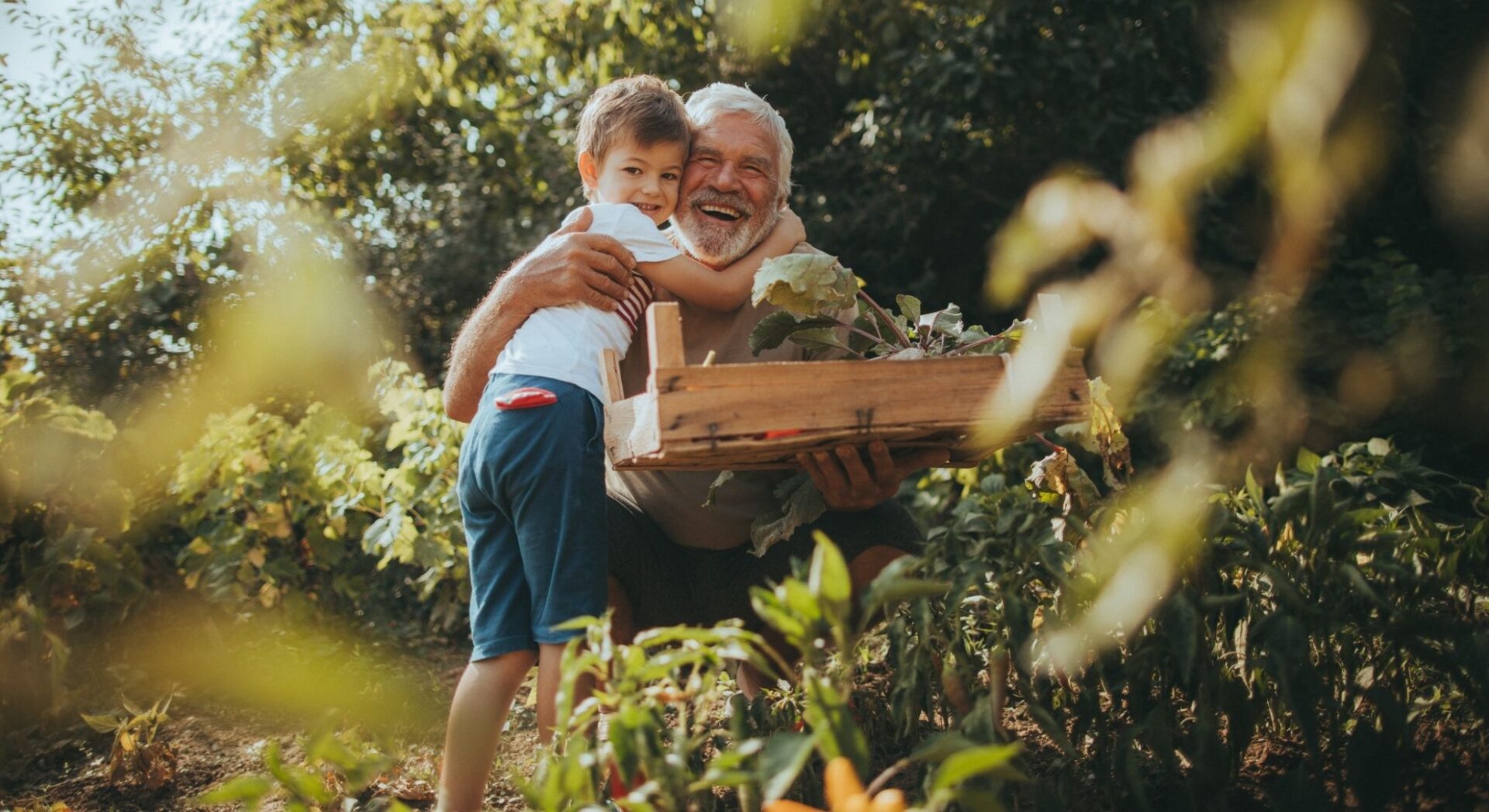 Opa met kleinzoon in de moestuin de opa houdt een krat met bieten vast