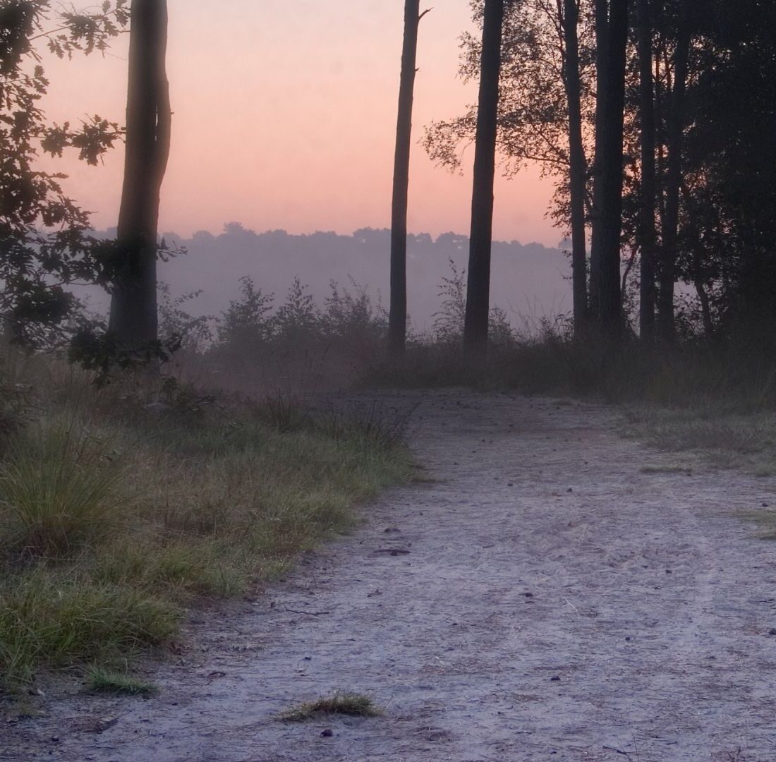 Zand bospad in de schemering die uitmondt in de hei