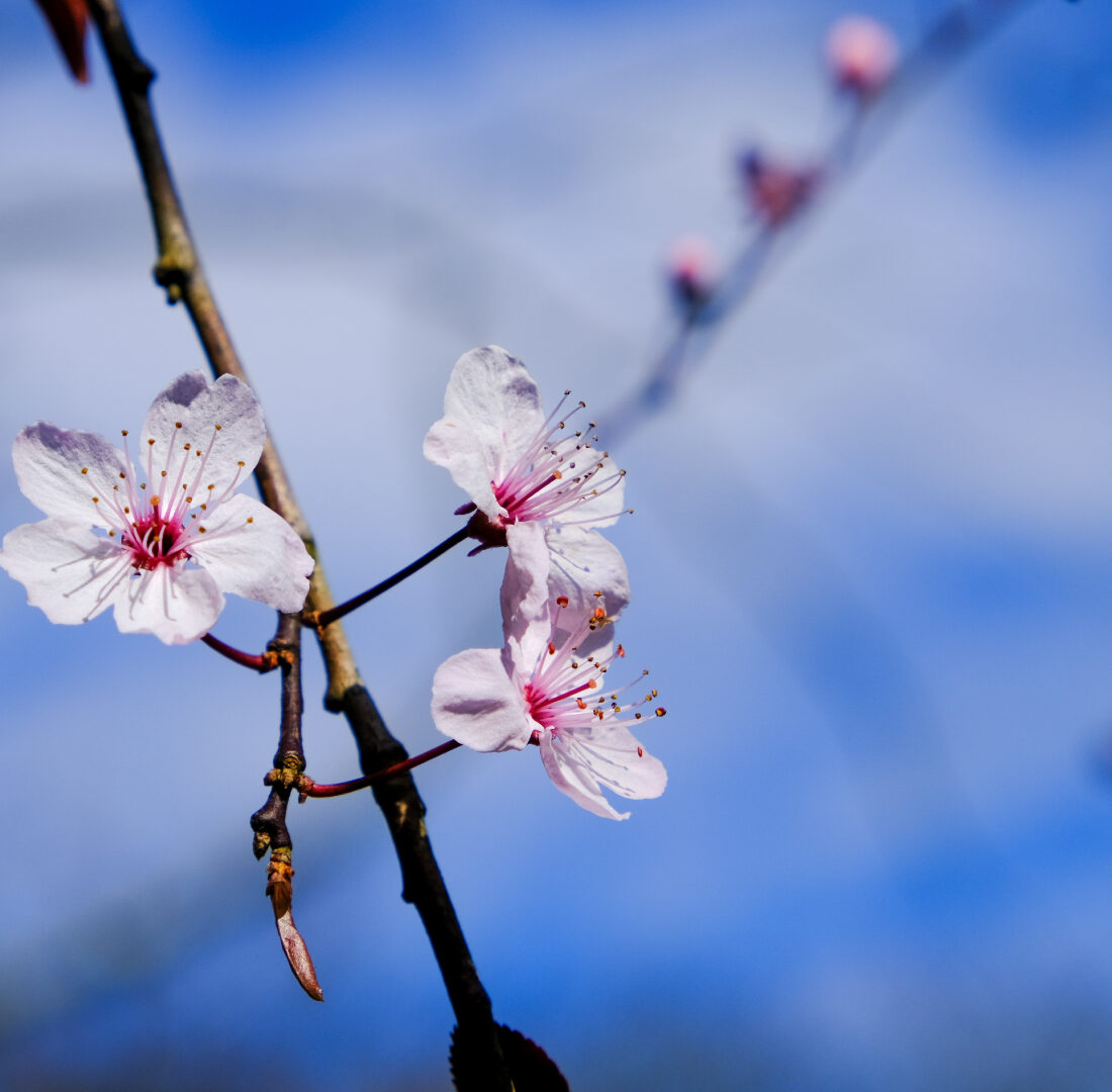 Drie bloemen met op de achtergrond een blauwe lucht