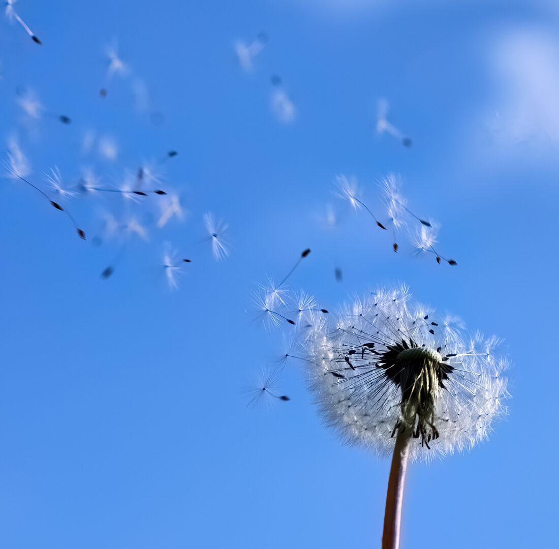 Paardenbloem in de wind met een blauwe achtergrond